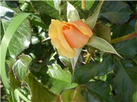 45970cb8-Picture 2001.jpg